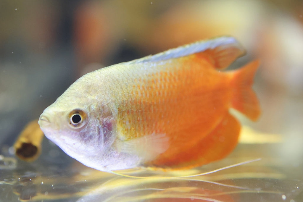 Red Flame Gourami