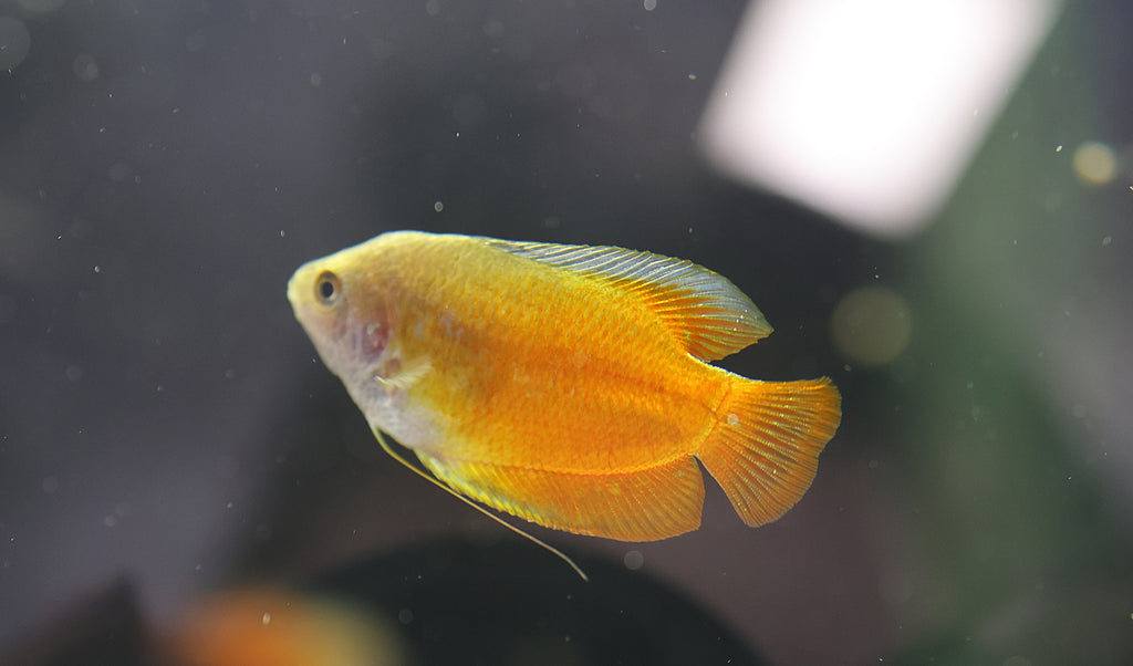 Red Flame Gourami