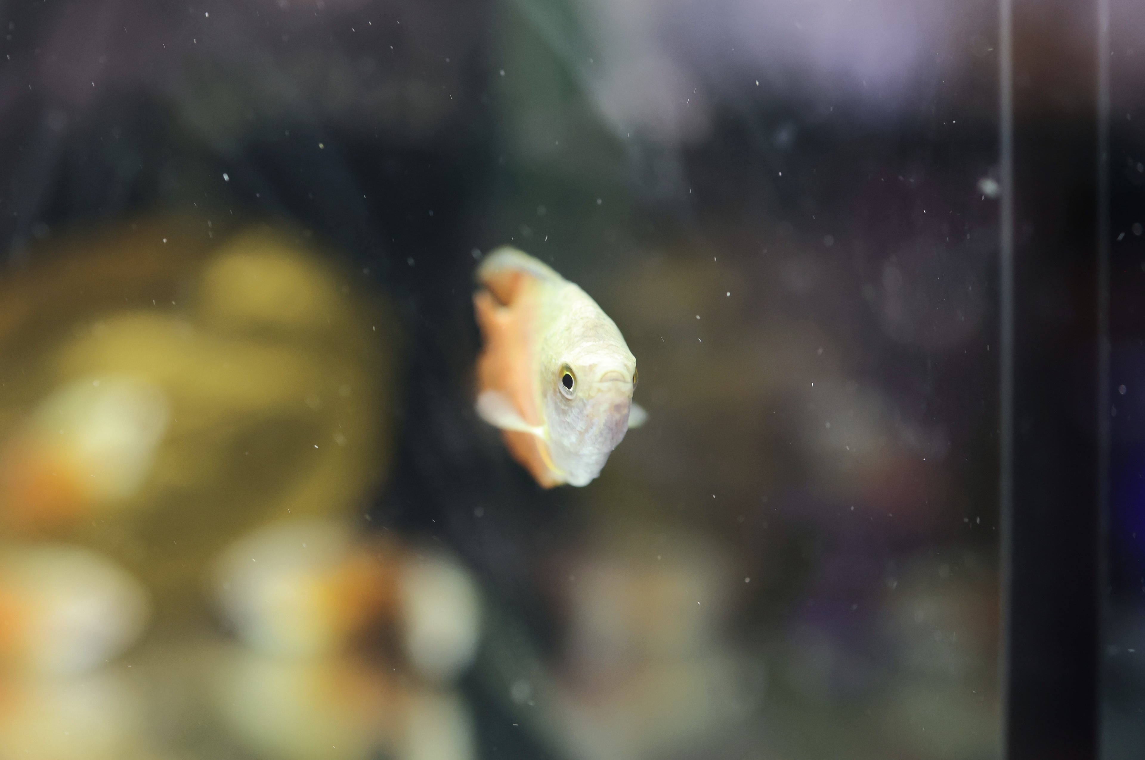 Red Flame Gourami