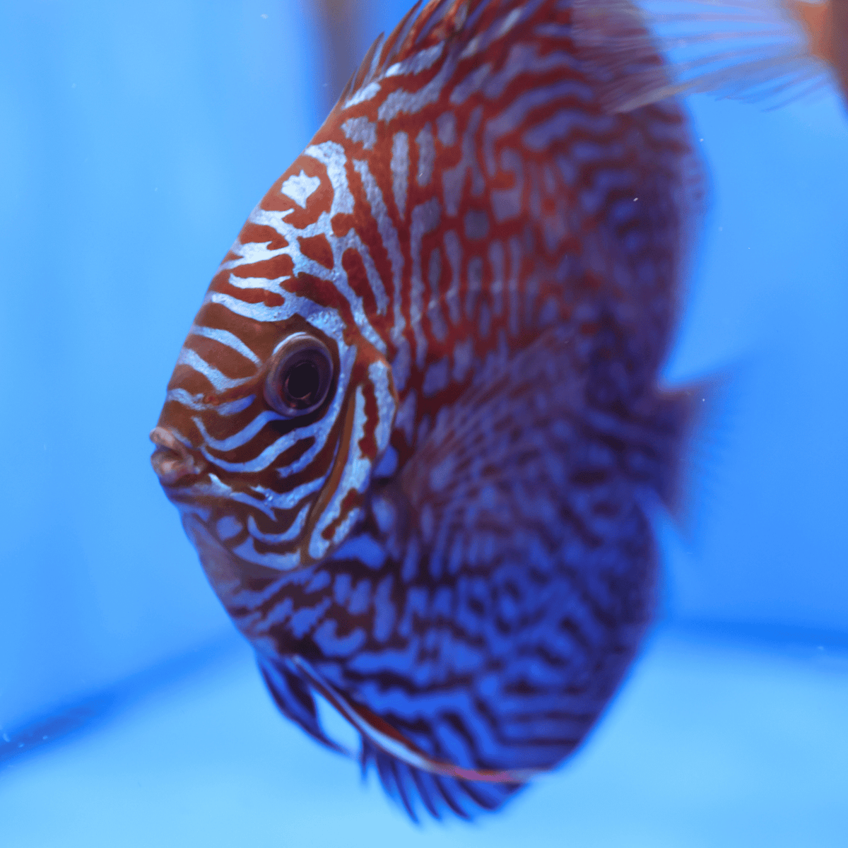 Maze Turquoise Discus (M/F Pair)