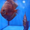 Maze Turquoise Discus (M/F Pair)
