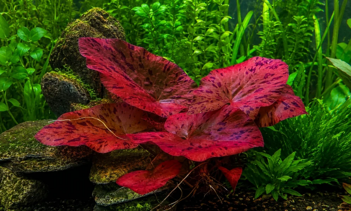 Red Tiger Lotus (Nymphaea lotus 'Red')
