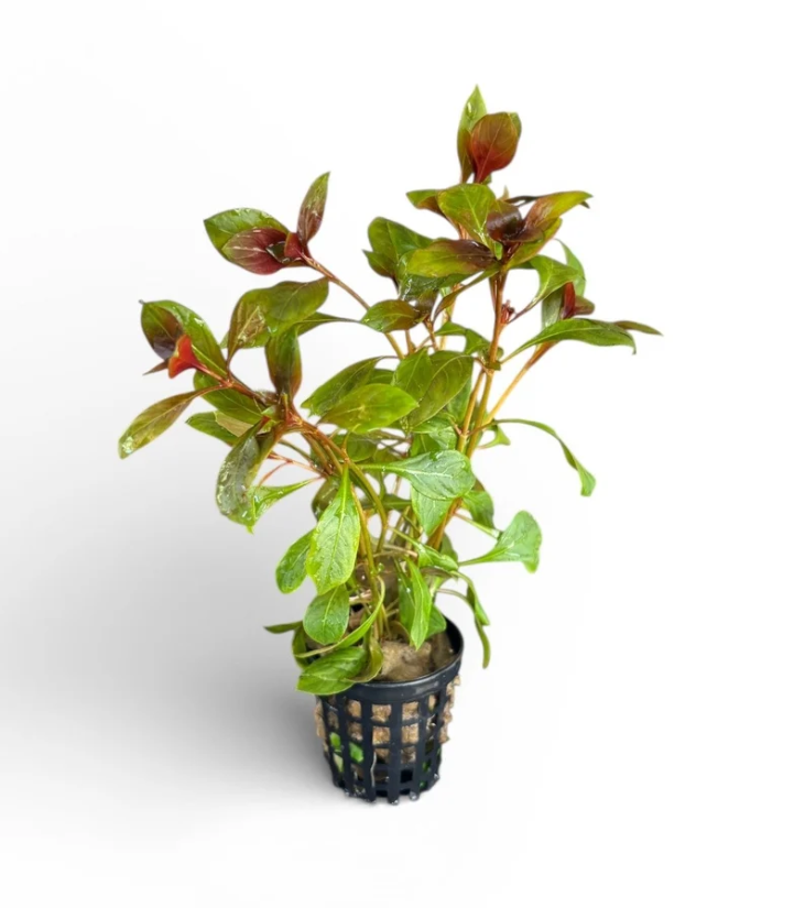 Ludwigia repens Rubin