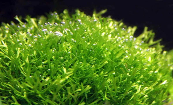 Riccia Fluitans Container
