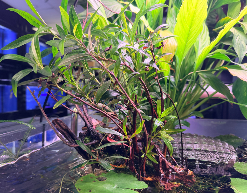 Homonoia riparia