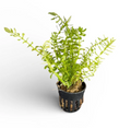 Rotala species green