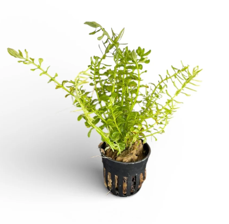 Rotala species green