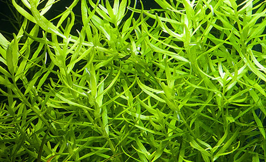 Rotala sp "Green" 5cm Pot