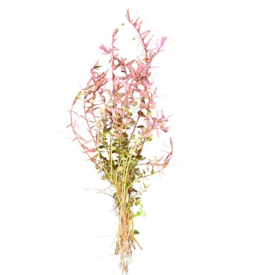 Rotala Colorata
