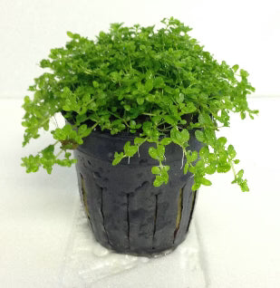 Micranthemum glomeratum 5cm Pot ( Pearl Grass)