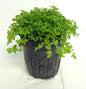 Micranthemum glomeratum 5cm Pot ( Pearl Grass)