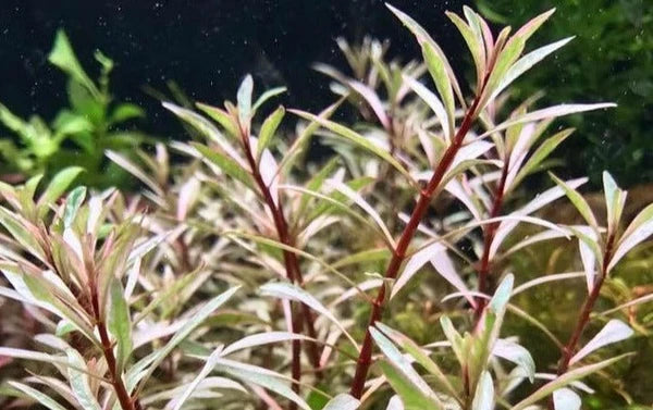 Ludwigia White Pot 5cm