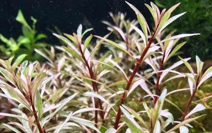 Ludwigia White 5cm Pot