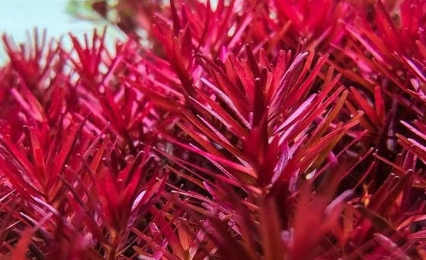 Rotala "Blood Red" 5cm Pot