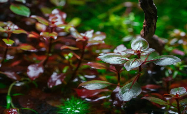 Ludwigia Super Red 5cm Pot