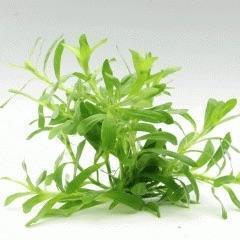 Heteranthera Zosterifolia 5cm Pot