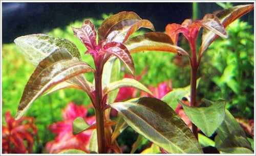 Aciotis Acuminifolia 5cm Pot - RARE