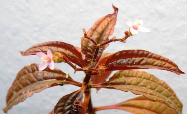 Aciotis Acuminifolia 5cm Pot - RARE