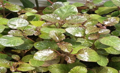 Hyptis lorentziana 5cm Pot