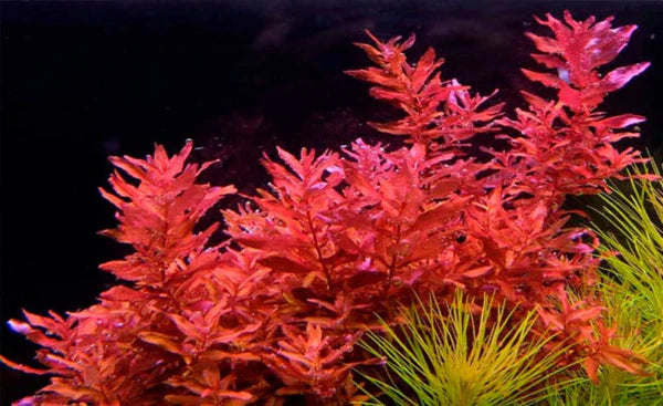 Rotala macranda "Red" 5cm Pot