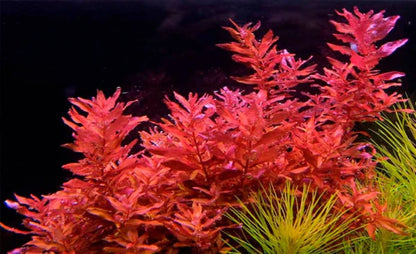 Rotala macranda "Red" 5cm Pot