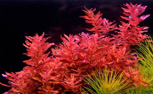 Rotala macranda "Red" 5cm Pot