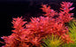 Rotala macranda "Red" 5cm Pot