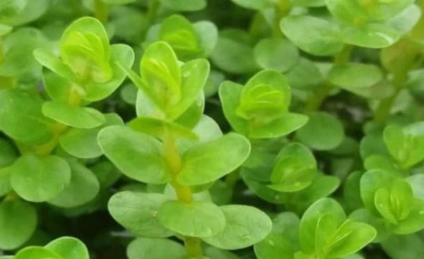 Rotala sp "Green" 5cm Pot