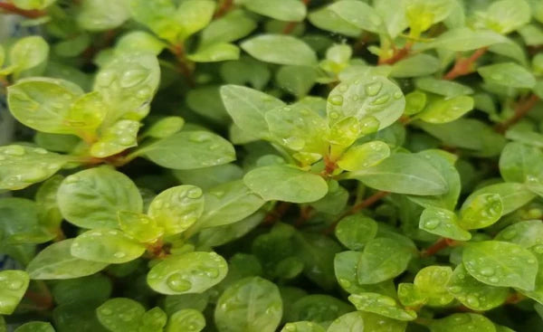 Ludwigia ovalis 5cm Pot
