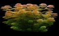 Limnophila Wessiliflora 5cm Pot