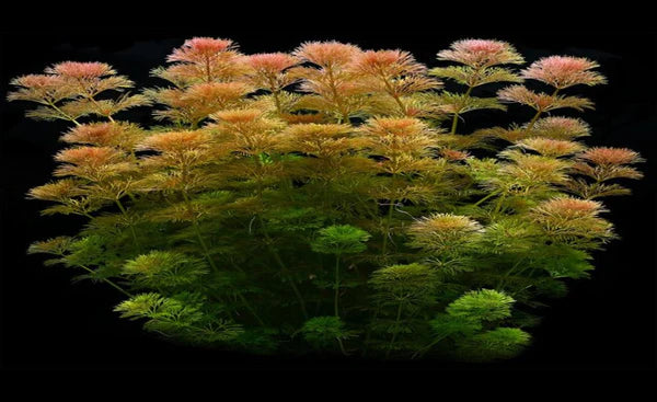 Limnophila Wessiliflora 5cm Pot