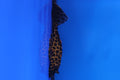 Sailfin Pleco 5cm Approx.