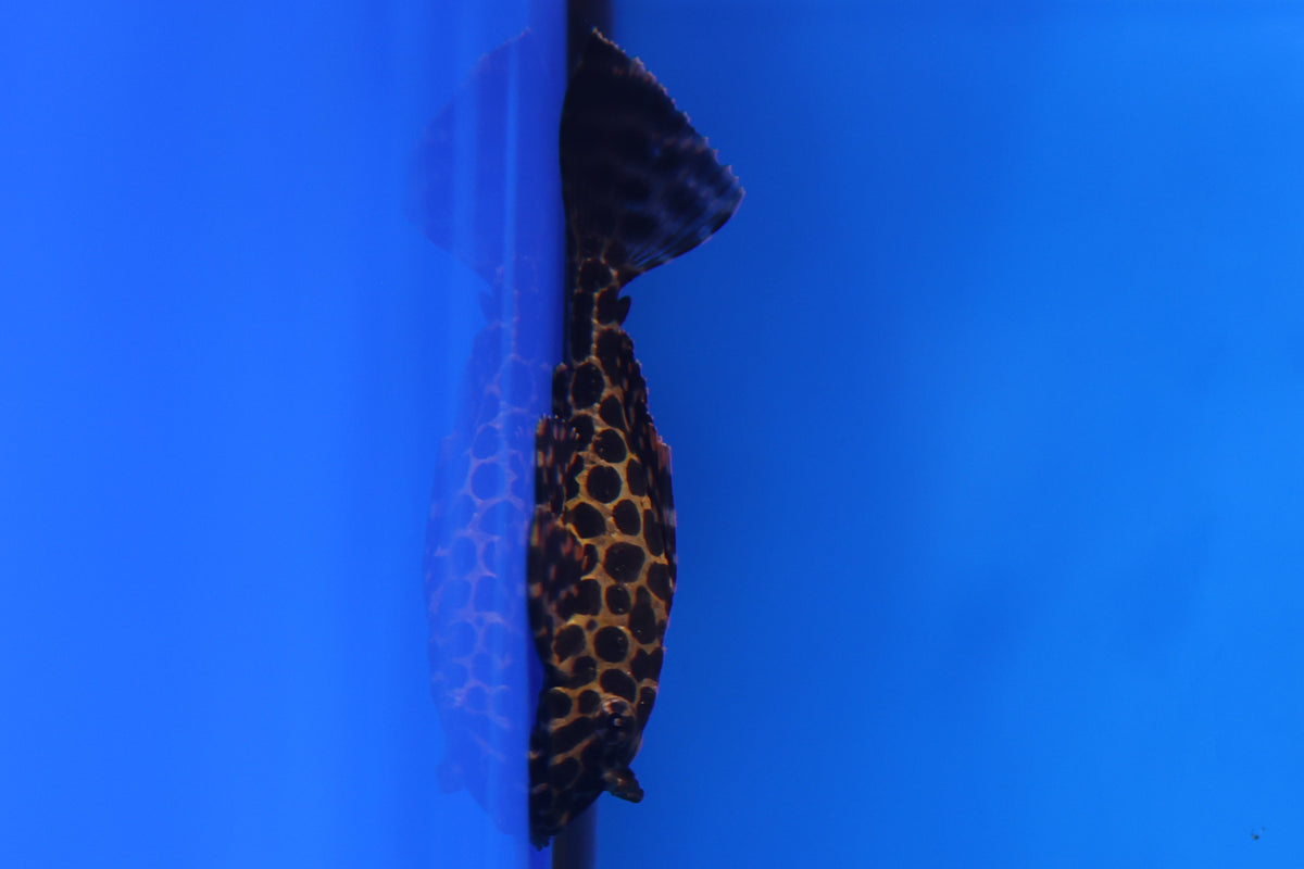 Sailfin Pleco 5cm Approx.