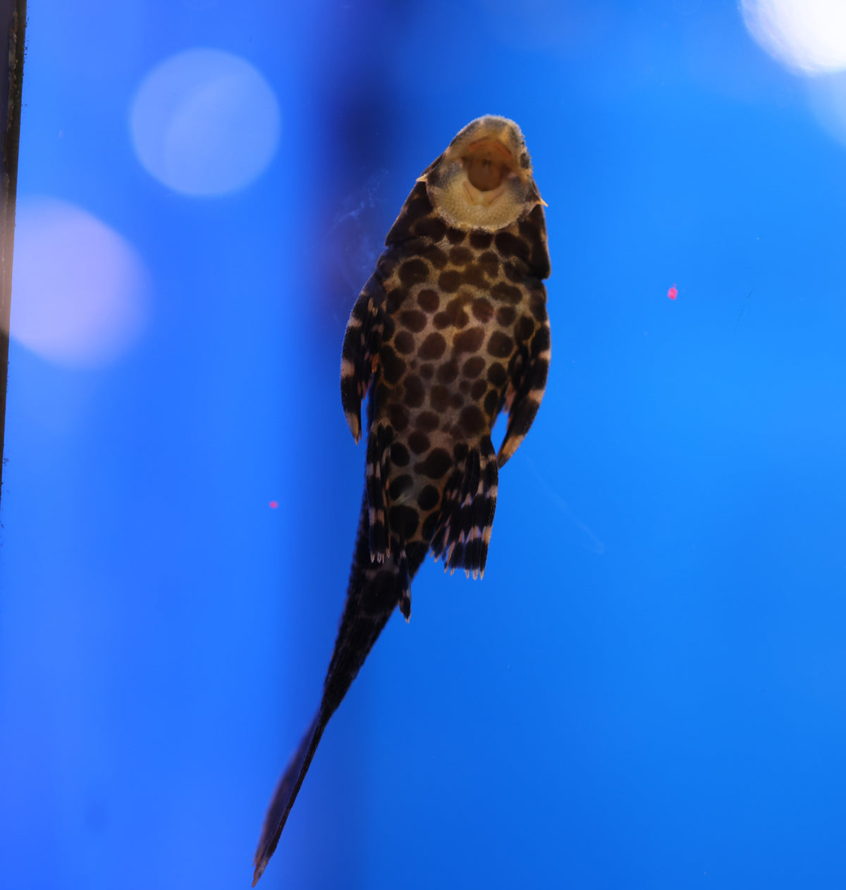 Sailfin Pleco 5cm Approx.