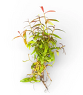 Sao Paulo (Persicaria maculosa)