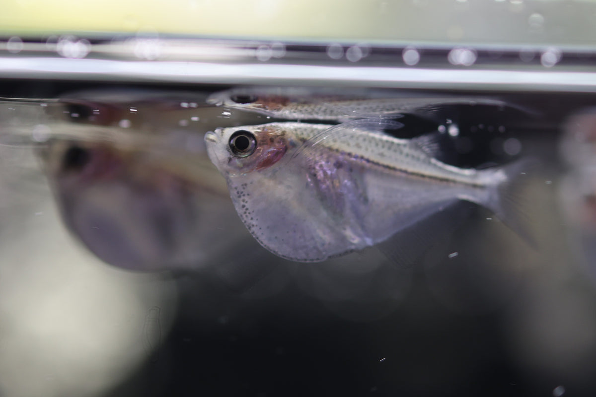 Silver Hatchetfish