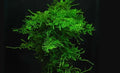 Christmas Moss "Mini" 6cm Diameter