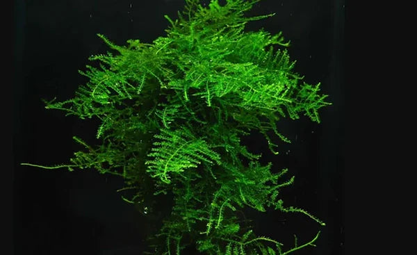 Christmas Moss "Mini" 6cm Diameter