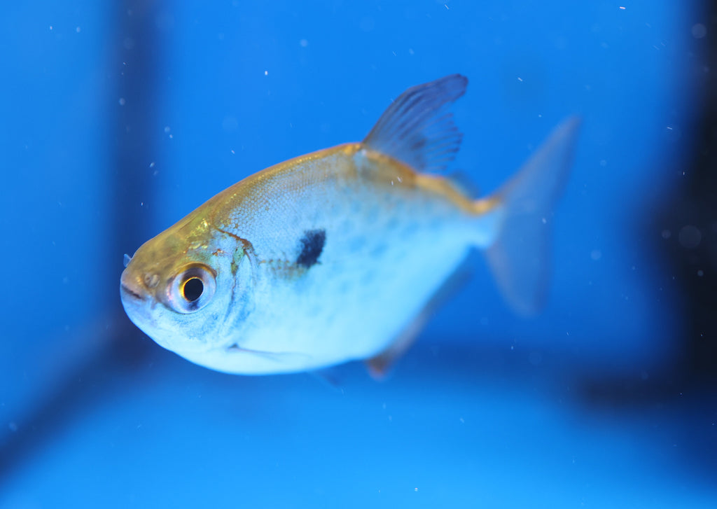 Spotted Metynnis / Silver Dollar