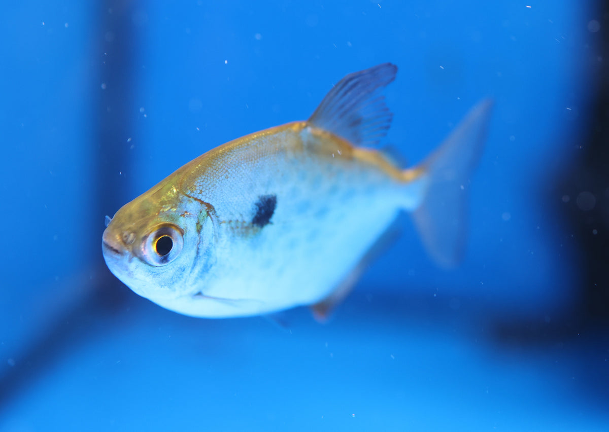Spotted Metynnis / Silver Dollar