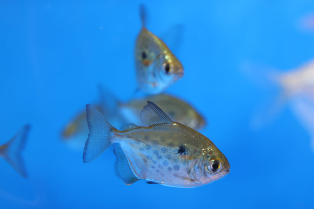 Spotted Metynnis / Silver Dollar