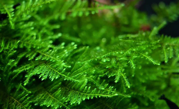 Taiwan Moss 6cm diameter