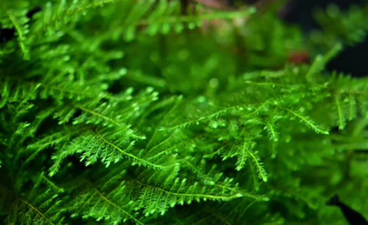 Taiwan Moss 6cm diameter