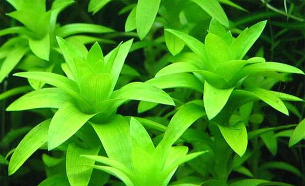 Tonina Fluviatilis Pot 5cm