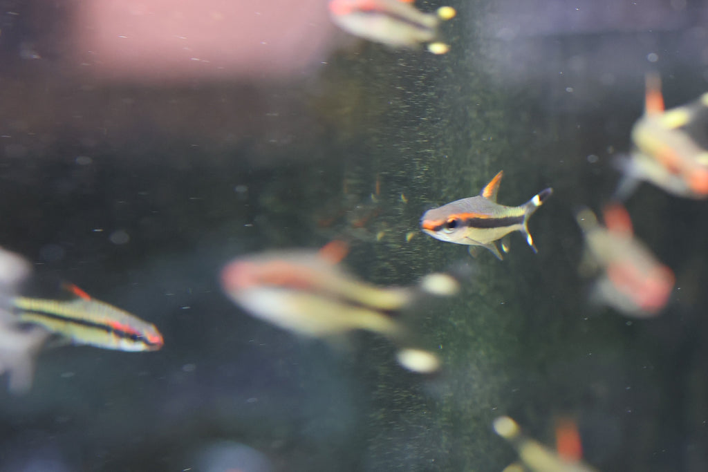 Torpedo Barb / Denison Barb
