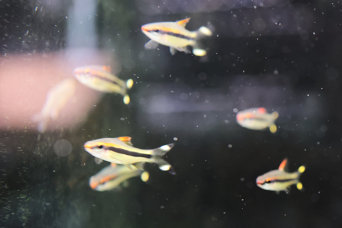 Torpedo Barb / Denison Barb
