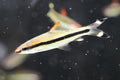 Torpedo Barb / Denison Barb