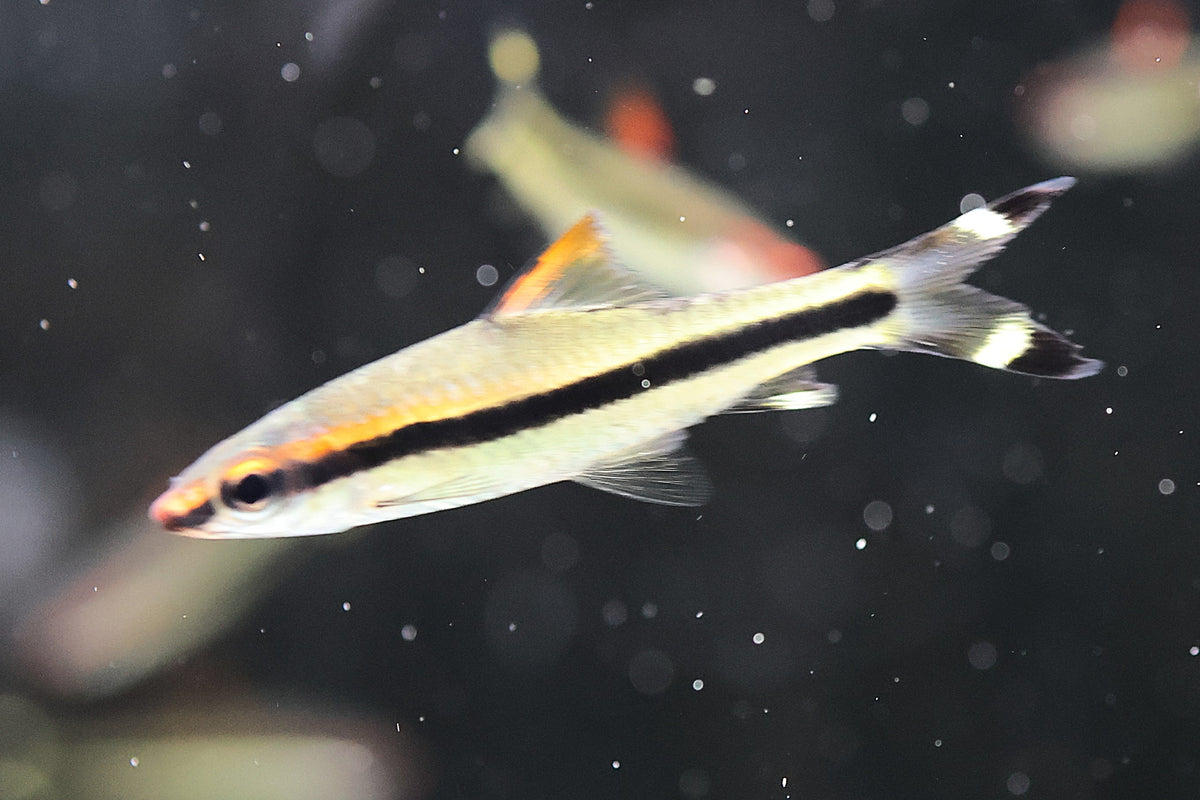 Torpedo Barb / Denison Barb