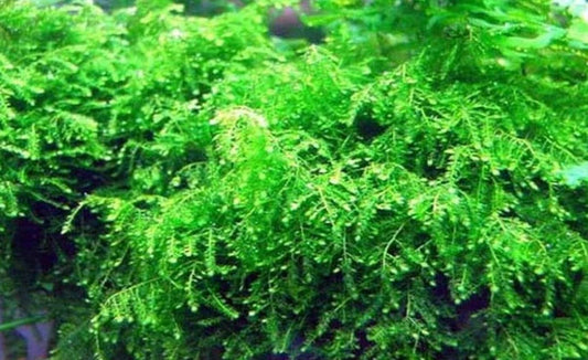 Weeping Moss 6cm diameter