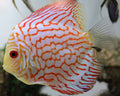 White Pigeon Discus
